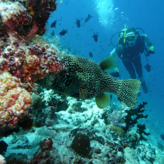Scuba diving in the Indian Ocean
